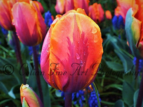 Orange and Red tulip, Mt Vernon, WA  (canvas)