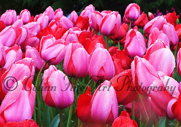 Red tulips, many, Mt Vernon, WA  (metal)