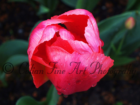 Red tulip, Mt Vernon, WA  (metal)
