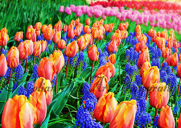 Tulip mixture, Mt Vernon, WA  (canvas)