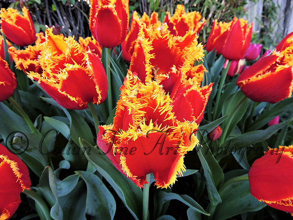 Spiked red tulip, Mt Vernon, WA (canvas)