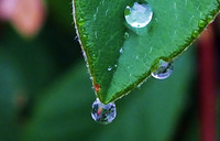 drop on leaf-resized-fx2a-2557