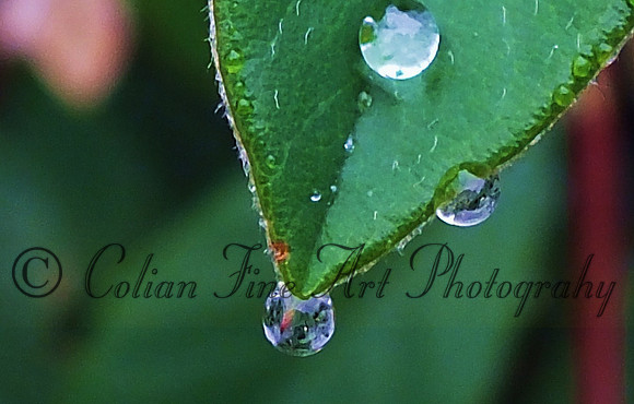 drop on leaf-resized-fx2a-2557