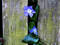 Flower thru fence-1925 (2)