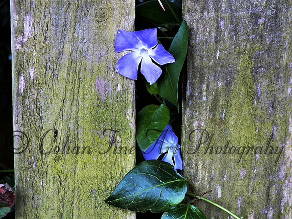 Flower thru fence-1925 (2)