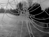 Frozen spider web-DSCN1245 (2)