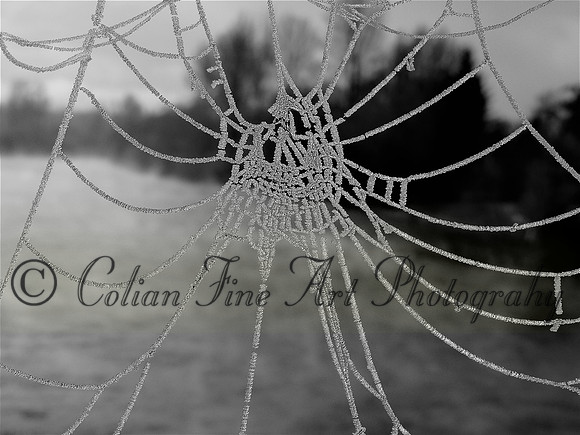 Frozen spider web-DSCN1245 (2)