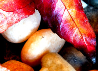 fall leaf-fx1-resize-1460