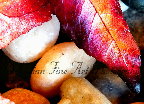 fall leaf-fx1-resize-1460