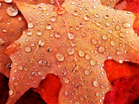 fall leaves rainy oct-6022 (3)