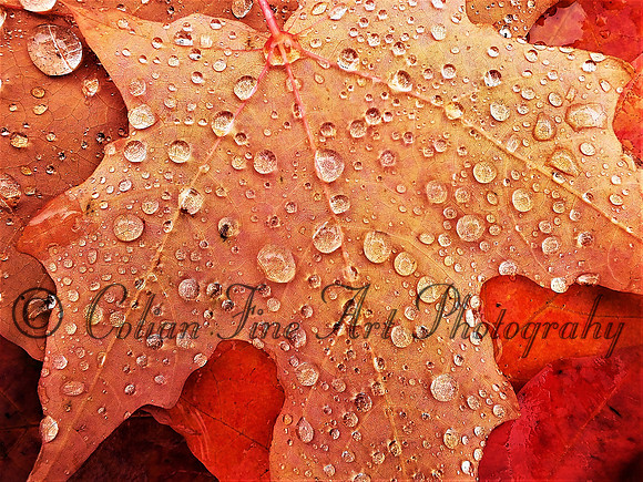fall leaves rainy oct-6022 (3)