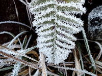 Frozen leaf-DSCF1340_InPixio