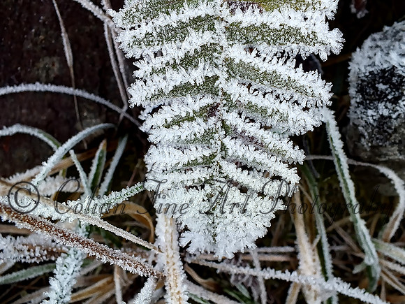 Frozen leaf-DSCF1340_InPixio