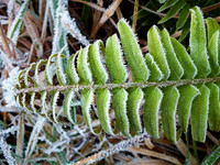 Frozen fern leaf-DSCF1326 (2)