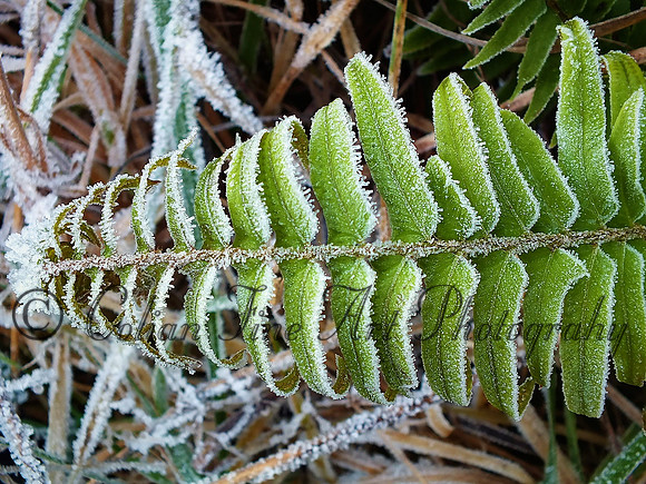 Frozen fern leaf-DSCF1326 (2)