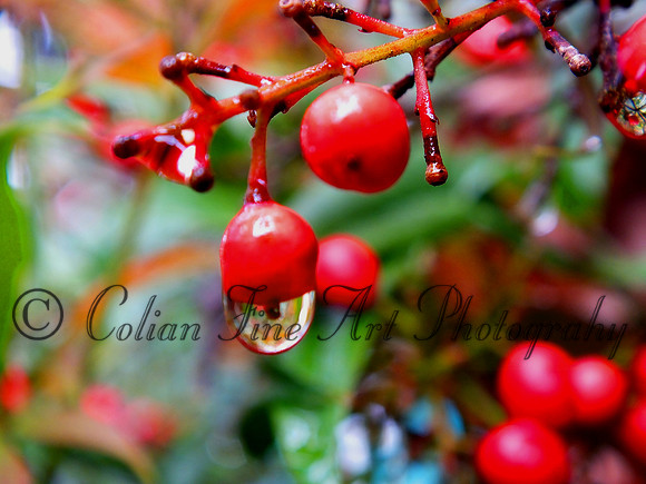 berry with water drop fx11906