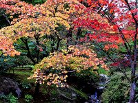 japaneese gargen oct 2015-2642 (2)