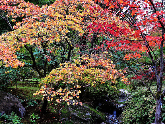 japaneese gargen oct 2015-2642 (2)