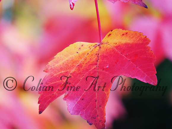 fall leaves 10-24-15-2703