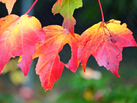 Fall