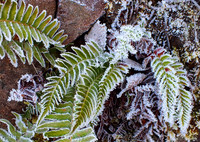 Frozen Leaf-DSCF1355-fx-resized