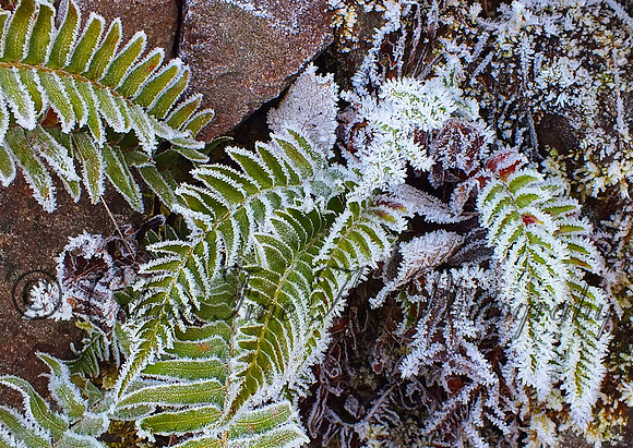 Frozen Leaf-DSCF1355-fx-resized