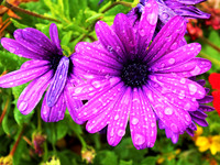 flowers with raindrops-2566 (2)