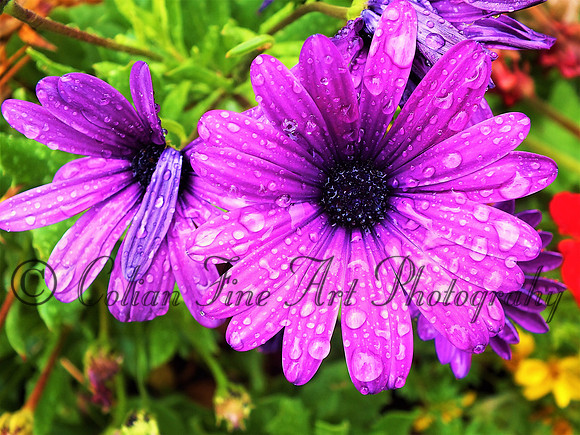 flowers with raindrops-2566 (2)