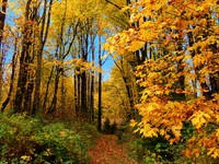 Fall leaves fx1280050 - Copy