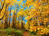 Fall colors fx1280047 copy