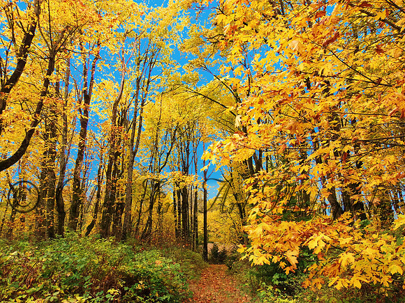 Fall colors fx1280047 copy