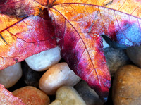 fall leaf-fx1-resize-1466
