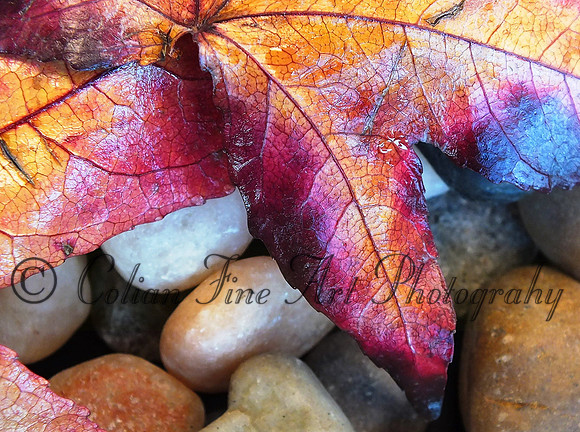 fall leaf-fx1-resize-1466
