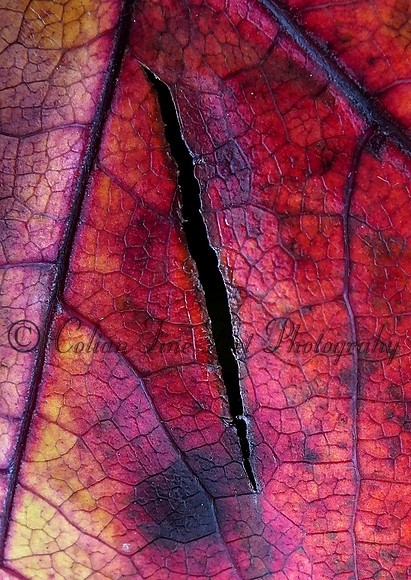 fall leaf-fx1-resize-1099