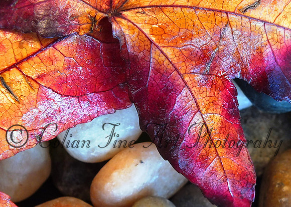 FALL LEAF-FX1-RESIZE-1467