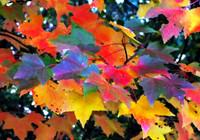fall folage-fuji-10-11-13-0580