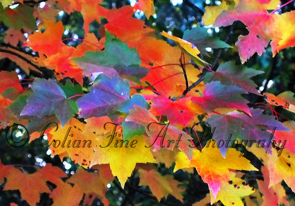 fall folage-fuji-10-11-13-0580