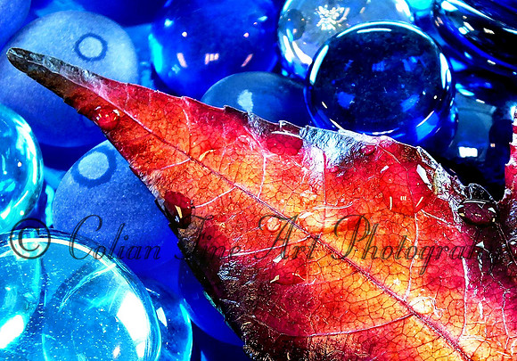 fall leaf-fx1-resize-1416