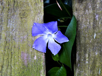 Flower thru fence-1928 (2)