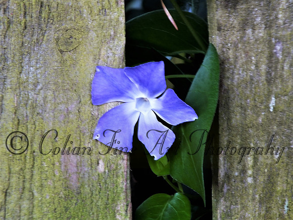 Flower thru fence-1928 (2)