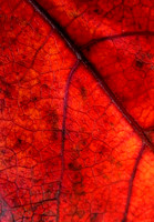 fall leaf fx1-resize-1100
