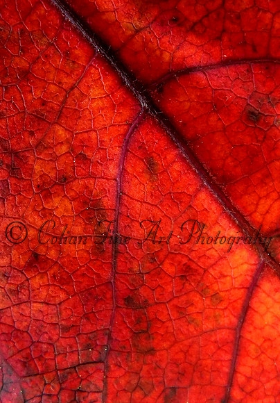 fall leaf fx1-resize-1100