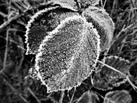 Frozen leaf-DSCF3765 (2)