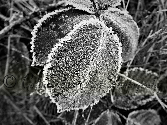 Frozen leaf-DSCF3765 (2)