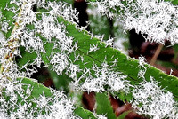 Frozen leaf-dscn2977 (3)