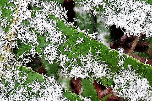 Frozen leaf-dscn2977 (3)