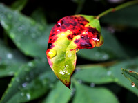 Leaf with raindrop-2455 (2)