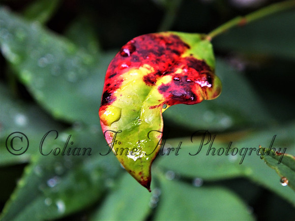Leaf with raindrop-2455 (2)