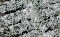 frozen leaf-dscn2948(3)