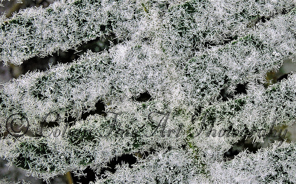 frozen leaf-dscn2948(3)